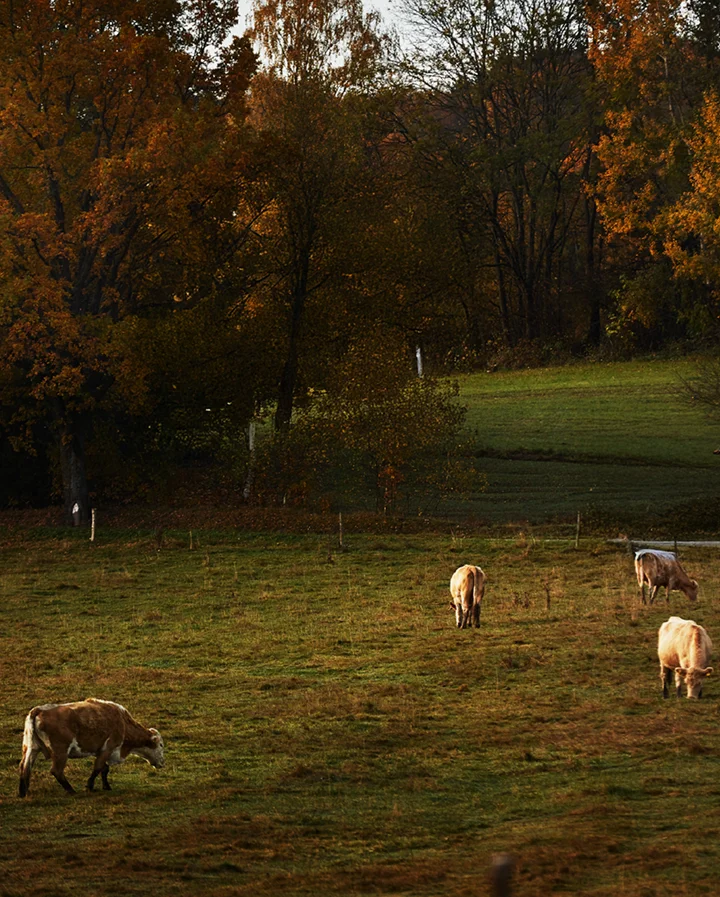 Krávy pasoucí se na louce